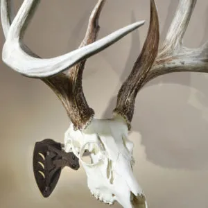 SKULL HOOKER LITTLE HOOKER SKULL MOUNT