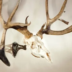 SKULL HOOKER LITTLE HOOKER SKULL MOUNT
