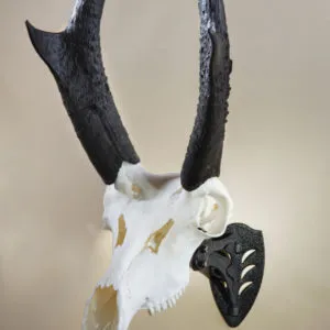SKULL HOOKER LITTLE HOOKER SKULL MOUNT