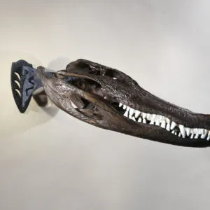 SKULL HOOKER LITTLE HOOKER SKULL MOUNT