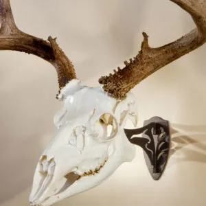 SKULL HOOKER LITTLE HOOKER SKULL MOUNT