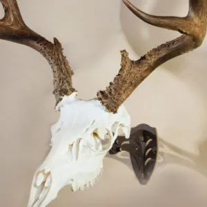 SKULL HOOKER LITTLE HOOKER SKULL MOUNT